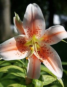 Radha Krishna Agriculture™ Oriental Lily/Lilium Flower Bulbs For